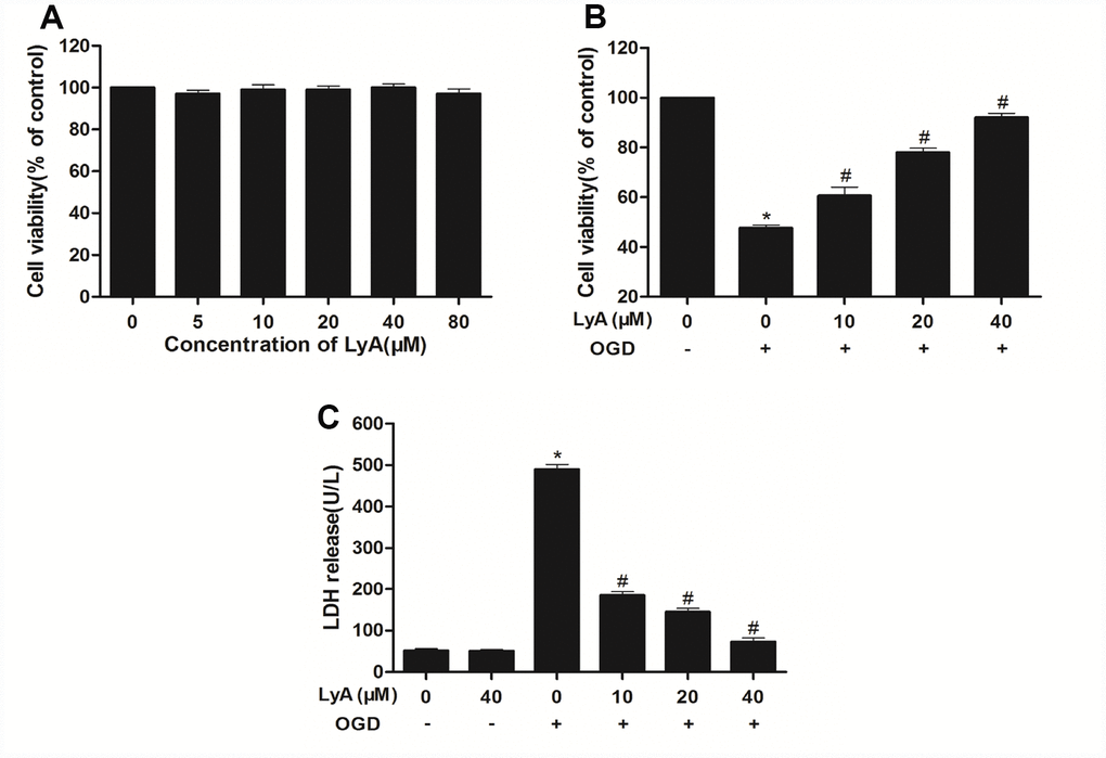 Effects of LyA and OGD on cell viability. (A) Cells were incubated in different concentrations of LyA alone. (B) MTT assay was employed to investigate the protective effect of LyA against OGD-induced cytotoxicity. (C) Cell death was further confirmed by measuring LDH leakage. Data were represented as means ± SD (n=6). *p #p 