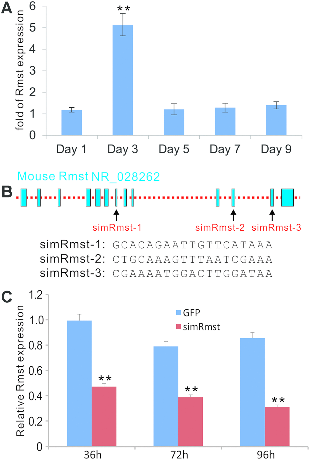BMP9-induced expression of lncRNA Rmst and construction of adenoviral vector-mediated siRNA knockdown of Rmst expression in MSCs. (A) BMP9 induces the expression of lncRNA Rmst in MSCs. Subconfluent iMADs were infected with Ad-GFP or Ad-BMP9. At the indicated time points, total RNA was isolated and subjected to quantitative TqPCR analysis of Rmst expression. Gapdh was used as a reference gene. “**” pB) The transcriptomic arrangement of mouse lncRNA Rmst and the locations and sequences of three siRNA targeting sites are shown. (C) A recombinant adenoviral vector, called AdR-simRmst expressing the three siRNA sites, was constructed. To assess the Rmst knockdown efficiency, subconfluent iMADs were infected with AdR-simRmst or control Ad-GFP. At the indicated time point, total RNA was isolated and subjected to quantitative TqPCR analysis of Rmst expression. Gapdh was used as a reference gene. “**” p