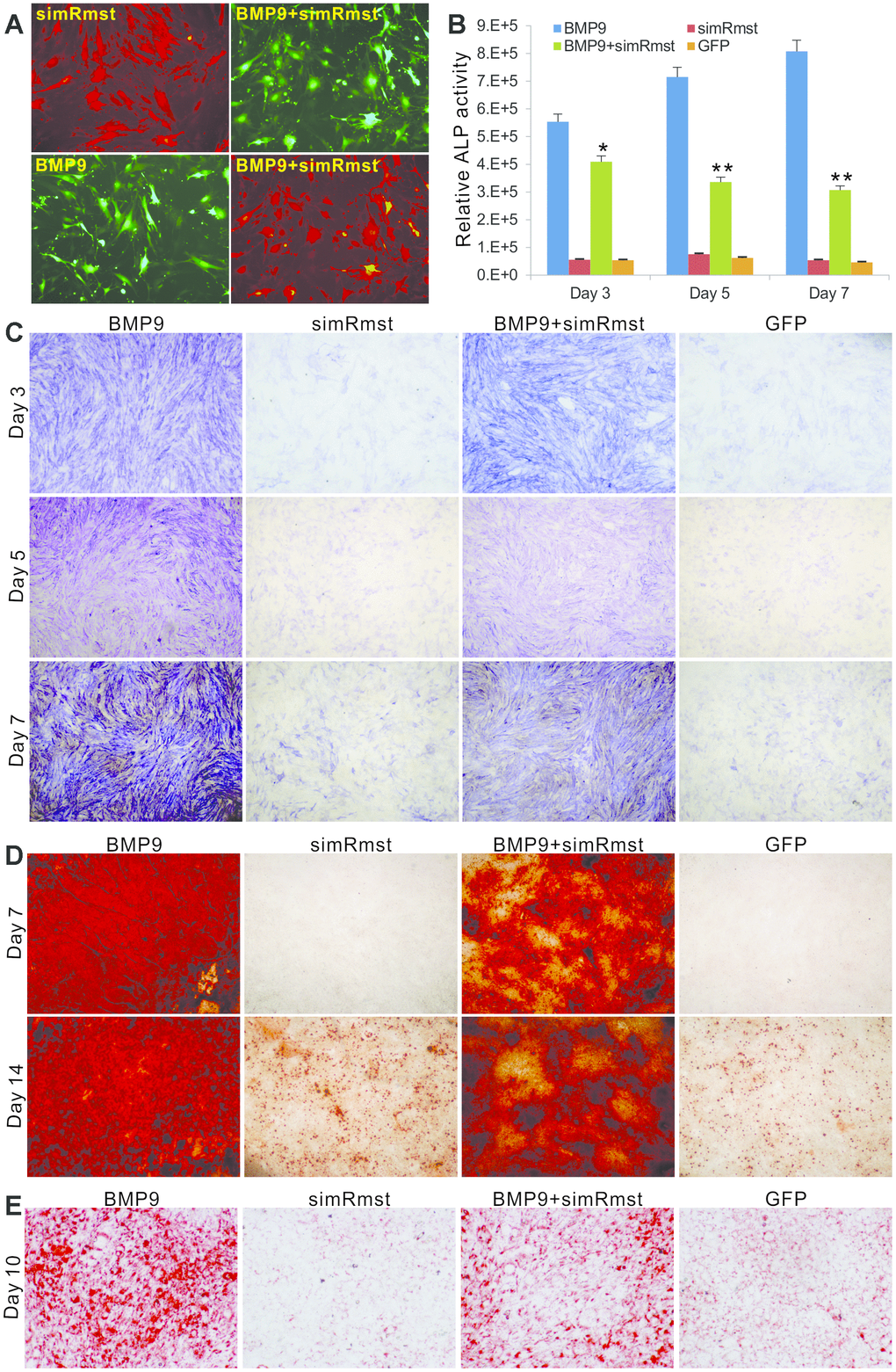Knockdown of Rmst diminishes BMP9-induced osteogenic and adipogenic differentiation of MSCs. (A) AdR-simRmst was shown to infect the iMADs with high efficiency alone or co-infect with Ad-BMP9. Images were recorded at 48h post infection. Representative images are shown. (B and C) Downregulation of Rmst reduces BMP9-induced ALP activity in iMADs. Subconfluent iMADs were infected with Ad-BMP9, Ad-GFP, and/or AdR-simRmst. ALP activity was quantitatively determined at 3, 5 and 7 days after infection (B) or stained histochemically (C). Assays were done in triplicate. “*” pD) Silencing Rmst leads to reduced matrix mineralization induced by BMP9 in iMADs. Subconfluent iMADs were infected with Ad-BMP9, Ad-GFP, and/or AdR-simRmst, and cultured in mineralization medium. At day 7 and day 14, the infected cells were fixed and subjected to Alizarin Red S staining. Each assay condition was done in triplicate. Representative microscope images are shown. (E) Downregulation of Rmst reduces BMP9-induced adipogenesis in iMADs. Subconfluent iMADs were infected with Ad-BMP9, Ad-GFP, and/or Ad-simRmst. At 10 days post infection, the cells were fixed and subjected to Oil Red O staining. Each assay condition was done in triplicate. Representative microscopic images are shown.