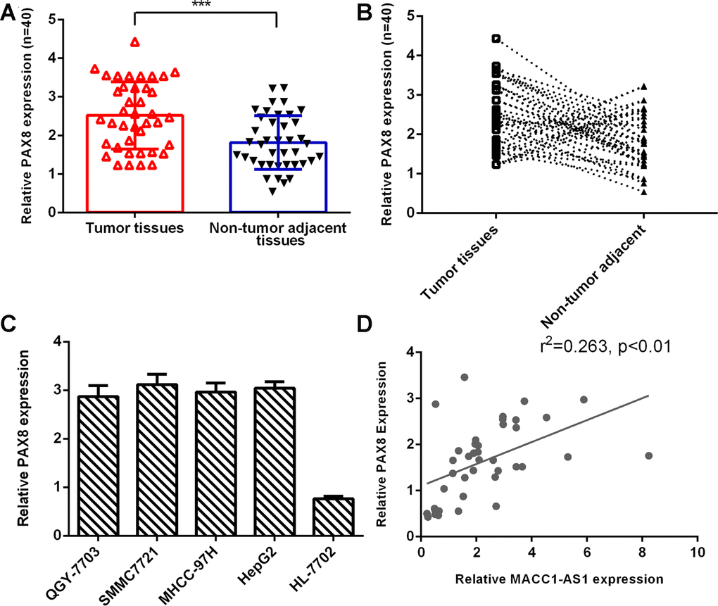 PAX8 expression was upregulated in HCC tissues. (A) PAX8 expression was higher in HCC tissues than in nontumor tissues. (B) Compared to adjacent normal samples, 75% (30 of 40) of HCC samples showed overexpression of PAX8. (C) PAX8 was overexpressed in four HCC cell lines (QGY-7703, SMMC7721, MHCC-97H and HepG2) compared to the hepatocyte cell line (HL-7702). (D) PAX8 expression was positively correlated with MACC1-AS1 expression in HCC samples. ***p