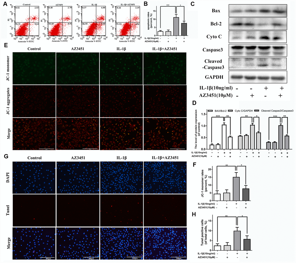 AZ3451 attenuates IL-1β induced apoptosis in chondrocytes. (A, B) Flow cytometry of Annexin V-FITC/PI staining and quantification data of the apoptosis rates in chondrocytes as treated above. (C, D) Representative western blots and quantification data of Bcl-2, BAX, Cyto C and Cleaved caspase 3 in chondrocytes as treated above. (E, F) Representative fluorescence photographs of mitochondrial membrane potential and JC-1 monomer rates in chondrocytes as treated above. (G, H) TUNEL staining assay was performed in chondrocytes as treated above. Data are shown as the mean ± SD. Significant differences between groups are indicated as ***P 
