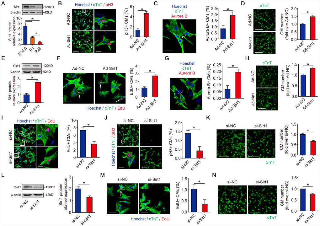 Sirt1 induces CM proliferation in vitro. (A) Western blotting and quantitative analyses of Sirt1 levels in E16.5, P1 and P28 mouse hearts. β-actin was used as a loading control (n=5). (B) Immunofluorescence of pH3 in P1 CMs transfected with Ad-NC or Ad-Sirt1 and quantification of pH3-positive CMs. pH3-positive CMs are indicated by arrows. Scale bar, left, 100 μm, right, 20 μm. Quantitative analyses are representative of fields from 5 mice per group. (C) Immunofluorescence of Aurora B in P1 CMs transfected with Ad-NC or Ad-Sirt1 and Aurora B-positive CMs were quantified. The arrow indicates a CM cell division, in which Aurora B localizes at the midbody during cytokinesis. Scale bar, 20 μm. Quantitative analyses are representative of fields from 5 mice per group. (D) Immunofluorescence was performed for cTnT and quantification of the counts of P1 CMs transfected with Ad-NC or Ad-Sirt1 (n=5), Scale bar, 500 μm. (E) Western blotting and quantitative analyses of Sirt1 levels in P6 CMs transfected with Ad-NC or Ad-Sirt1. β-actin was used as a loading control (n=5). (F) Immunofluorescence for EdU in P6 CMs transfected with Ad-NC or Ad-Sirt1. EdU-positive CMs were quantified. Scale bar, 50 μm. EdU-positive CMs are indicated with arrows. Quantitative analyses are representative of fields from 5 mice per group. (G) Immunofluorescence for Aurora B in P6 CMs transfected with Ad-NC or Ad-Sirt1. Aurora B-positive CMs were quantified. The arrow indicates a CM cell division, in which Aurora B localizes at the midbody in cytokinesis. Scale bar, 50 μm. Quantitative analyses are representative of fields from 5 mice per group. (H) Immunofluorescence for cTnT and quantification of the counts of P6 CMs transfected with Ad-NC or Ad-Sirt1 (n=5), Scale bar, 500 μm. (I) DNA synthesis was assessed using EdU immunofluorescence staining and EdU-positive CMs were quantified in Sirt1-silenced P1 CMs. Scale bar, up, 100 μm, down, 20μm. Quantitative analyses are representative of fields from 5 mice per group. (J) Mitosis was detected using pH3 immunofluorescence staining and pH3-positive CMs were quantified in Sirt1-silenced P1 CMs. pH3-positive CMs are indicated by arrows. Scale bar, up, 100 μm, down, 20μm. Quantitative analyses are representative of multiple fields from 5 mice per group. (K) Immunofluorescence for cTnT and quantification of the counts of P1 CMs transfected with si-NC or si-Sirt1 (n=5), Scale bar, 500 μm. (L) Western blotting and quantitative analyses of Sirt1 levels in P6 CMs transfected with si-NC or si-Sirt1. β-actin was used as a loading control (n=5). (M) Immunofluorescence for EdU and quantification of EdU-positive CMs in P6 CMs transfected with si-NC or si-Sirt1. The arrow indicates EdU-positive CM nuclei. Scale bar, 50 μm. Quantitative analyses are representative of fields from 5 mice per group. (N) Immunofluorescence for cTnT and quantification of the counts of P6 CMs transfected with si-NC or si-Sirt1 (n=5), Scale bar, 500 μm. Statistical significance was calculated using a one-way ANOVA followed by the LSD post hoc test in A and two-tailed unpaired Student’s t-test in B-N. *p