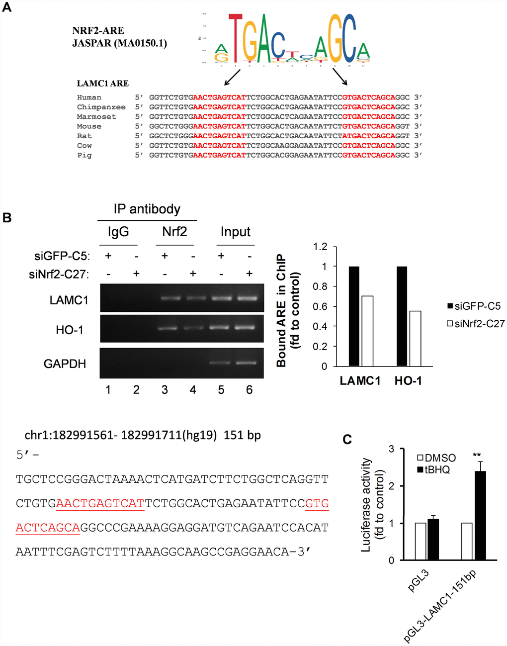Conservative ARE analysis and luciferase reporter analysis of the LAMC1 gene. (A) Comparative transcription factor binding site analysis of the LAMC1 gene across different mammalian species shows highly-conserved NRF2 AREs. (B) Left, siNRF2-C27 and siGFP-C5 cells subjected to ChIP analysis with anti-Nrf2. Right, the relative ability of NRF2 to bind to the ARE site (value of NRF2 in siGFP-C5 cells set at 1; PCR reactions were not saturated; results are from at least 3 separate experiments; HO-1 served as positive control; GAPDH served as negative control). (C) tBHQ increased 151-bp LAMC1 promoter (sequence at left; red indicates ARE sequences)–luciferase activity in MCF7 cells. The plasmid pGL3-LAMC1-151bp was transfected into MCF7 cells in combination with pRL-TK for 24 h. Dual luciferase activity was measured after treatment with tBHQ (20 μM) for 6 h. Control, DMSO treatment for the same plasmid was set at 1 (mean ± SD, n=3; **p 