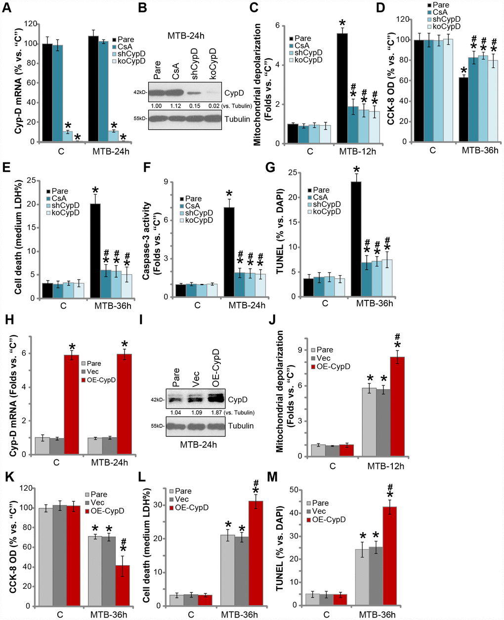 CypD inhibition attenuates programmed necrosis and apoptosis in MTB-infected human macrophages. The parental control human macrophages (“Pare”), with or without cyclosporin A (CsA) pretreatment (5 μM, for 1h), as well as the stale macrophages with the CypD shRNA (“shCypD”) or the lenti-CRISPR-Cas9 CypD knockout construct (“koCypD”), were infected with Mycobacterium tuberculosis (MTB) for applied time periods, CypD mRNA (A) and protein (B) expression was shown; Mitochondrial depolarization, cell viability, cell necrosis and apoptosis were tested by JC-1 staining (C), CCK-8 (D), medium LDH release (E), and Caspase-3/TUNEL assays (F and G) assays, respectively. The parental control human macrophages (“Pare”) as well as the stable macrophages with the CypD-expression construct (“OE-CypD”) or the empty vector (“Vec”) were infected with MTB for applied time periods, CypD mRNA (H) and protein (I) expression was shown; Mitochondrial depolarization (J), cell viability (K) and cell necrosis (L) were tested similarly. CypD expression was quantified, normalized to Tubulin (B and I). Data were presented as mean ± SD (n=5), and results were normalized to “C”. * P #P 