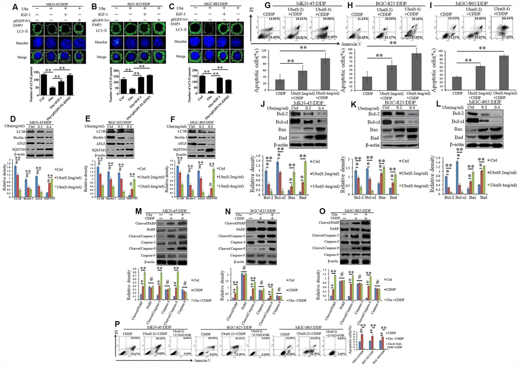 Ubenimex inhibits autophagy and activates CDDP-induced apoptosis in GC cells via suppressing activation of the CD13/EMP3/PI3K/AKT/NF-κB pathway. (A–C) CDDP-resistant GC cells were pre-transfected with pEGFP-N1-EMP3 for 24 h or pre-stimulated with IGF-1 (10 ng/mL) for 8 h, and then treated with Ubenimex (0.2 mg/mL) for another 24 h. LC3-II distribution in MKN-45/DDP (A), BGC-823/DDP (B) and MGC-803/DDP (C) cells were determined via a confocal microscopy, and were represented as the stained granules (upper panels). The number of LC3-II puncta with the means±SD (bottom panels) were also calculated (bottom panels). **PD–F) CDDP-resistant GC cells were treated with Ubenimex (0.2 or 0.4 mg/mL) for 24 h, expression of autophagy-related markers in MKN-45/DDP (D), BGC-823/DDP (E) and MGC-803/DDP (F) cells were identified via Western blot assay. (G–I) CDDP-resistant GC cells were pre-stimulated with Ubenimex, and then treated with CDDP. Apoptosis in MKN-45/DDP (G), BGC-823/DDP (H) and MGC-803/DDP cells (I) were evaluated using Annexin V/PI staining. (J–L) Indicated cells were treated with Ubenimex (0.2 or 0.4 mg/mL) for 24 h, and then stimulated with CDDP (20 μmol/L) for another 48h, the expression of apoptosis related proteins in MKN-45/DDP cells (J), BGC-823/DDP (K) and MGC-803/DDP cells (L) were detected using Western blot assay. (M–O) CDDP-resistant GC cells were pre-treated with Ubenimex (0.2 mg/mL) for 24 h, followed by the stimulation with CDDP (20 μmol/L) for another 48 h. The expression of total and cleaved PARP, Caspase-3 and Caspase-9 in MKN-45/DDP cells (M), BGC-823/DDP (N), and MGC-803/DDP cells (O) were examined by Western blot assay. (P) CDDP-resistant GC cells were pre-stimulated with Ubenimex, and they were treated with Z-VAD-FMK (50μM) for another 2 h before CDDP administration. Cell apoptosis were evaluated using Annexin V/PI staining. For cell apoptosis analysis, data are demonstrated as the representatives (upper or left panels), as well as the proportions of apoptotic cells with the means±SD (bottom or right panels) from three independent experiments, *P0.05.