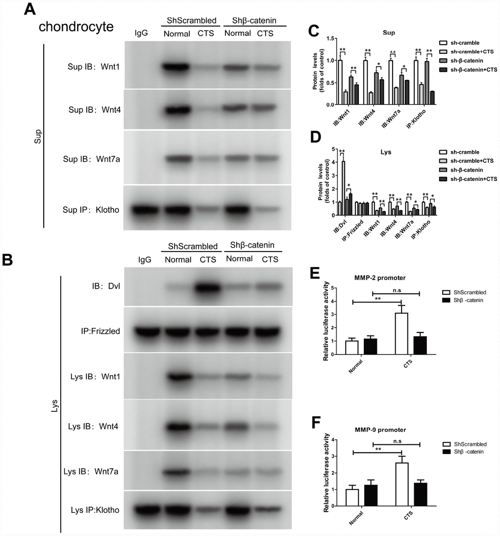 In chondrocytes knockdown of β-catenin, the binding of Dvl to Frizzled, Klotho to Wnt1, Wnt4, Wnt7a and β-catenin to MMP2, 9 promoters were detected. (A) Co-IP method was used to detect the binding of Klotho and Wnt1, Wnt4, Wnt7a in different groups of cells supernatant. (B) Co-IP method was used to detect the binding of Klotho and Wnt1, Wnt4 and Wnt7a, the binding of Dvl to Frizzled in different groups of cells. quantitative data (C, D) is presented. *P,0.05 versus controls (n=3), The cell lysates were immunoprecipitated by β-catenin antibody. qPCR analyses the enrichment of MMP-2, MMP-9-specific DNA in chondrocytes. (E, F) MMP-2 and MMP-9 promoter luciferase activity decreased after silencing β-catenin. Results were obtained via the expression of three individual experiments performed in triplicate for each condition. *P 