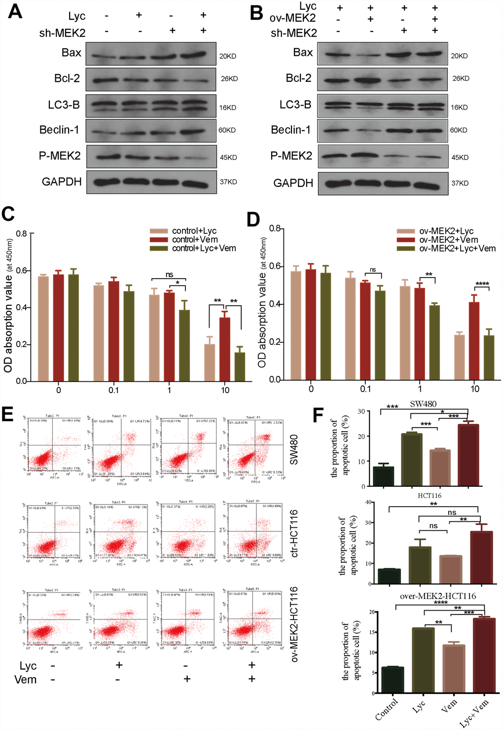 Lycorine enhances the anti-cancer effects of vemurafenib. (A) HCT116 cells transfected with blank shRNA or shMEK2 were treated with or without lycorine, and western blotting was performed to investigate the changes in autophagy and apoptosis. GAPDH was used as a loading control. (B) Mitogen-activated protein kinase kinase 2 (MEK2) was depleted in MEK2-overexpressing HCT116 cells by exposure to lycorine, and western blotting was used to investigate the levels of autophagy and apoptosis. GAPDH was used as a loading control. (C–D) The viability of HCT116 cells transfected with control or MEK2 vectors in response to different treatments (lycorine, vemurafenib, lycorine plus vemurafenib) was detected using the Cell Counting Kit-8 assay. (E–F) SW480, HCT116, and MEK2-overexpressing cells were treated with lycorine, vemurafenib, or lycorine + vemurafenib for 24 h and analyzed using annexin V/PI flow cytometry. The right lower quadrant indicates early apoptosis. Data are presented as the mean ± SD of three independent experiments (*p 