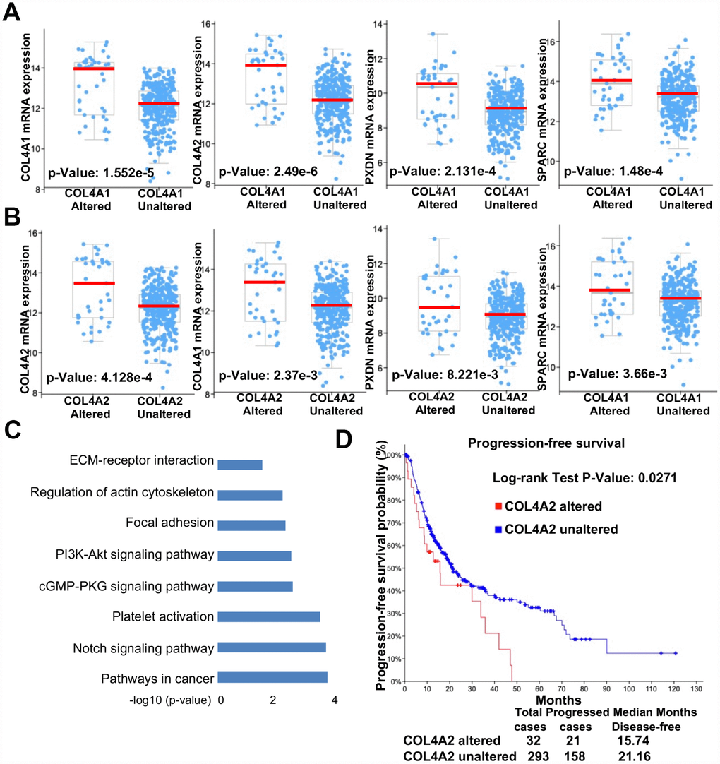 Collagen VI mutation and overexpression positively correlated with the progression-free survival of HCC patients. (A–B) Scatter plot comparison of mRNA levels (COL4A1, COL4A2, PXDN, and SPARC) between genomic altered and unaltered groups (A: COL4A1, B: COL4A2). (C) Column plot illustration of activated signaling pathways in COL4A1/COL4A2 genomic altered HCC samples. (D) Kaplan-Meier survival analysis of HCC patients with or without altered COL4A2 DNA sequences.