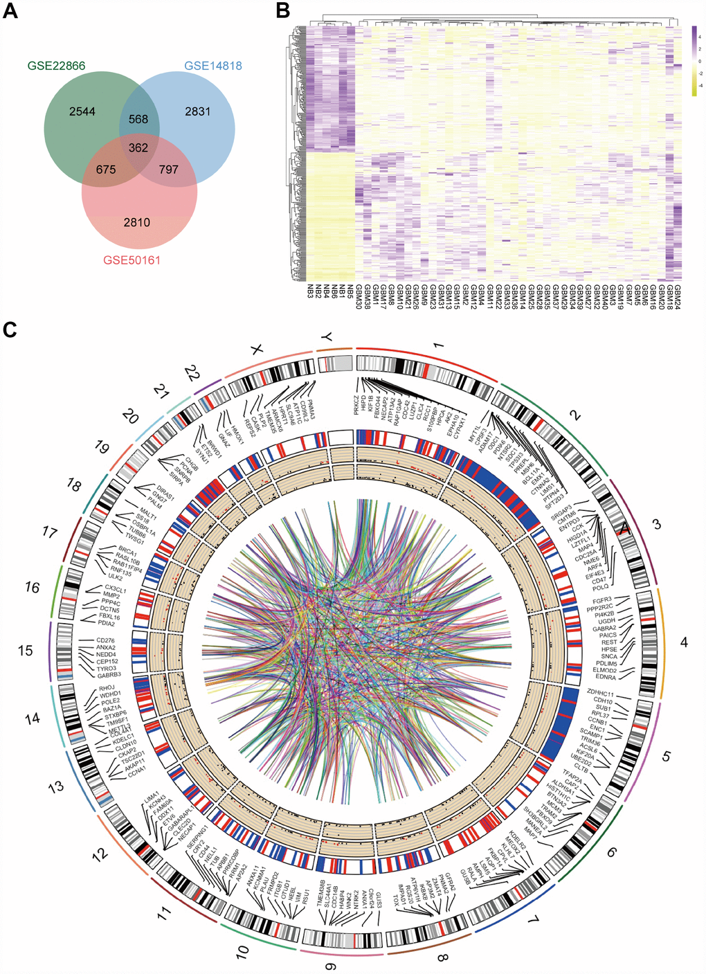 Identification of DEGs in mRNA datasets GSE14818, GSE22866 and GSE50161. (A) Venn diagram presents overlapping relationships, and 362 DEGs were identified. (B) Cluster analysis of DEGs using data profile GSE22866 as a reference. Data are presented as a heat map. (C) Circos plot showing DEGs on human chromosomes. From the outside in, the first layer of the circos plot is a chromosome map of the human genome, black and white bars are chromosome cytobands, and red bars represent centromeres. Due to limited space, some of the DEGs are labelled in the second circle. In the third layer, up- and downregulated DEGs are marked in red and blue, respectively. The fourth layer represents the fold change of DEGs with fold change ≥ 2.0. The innermost circle indicates the DEGs with p-value 