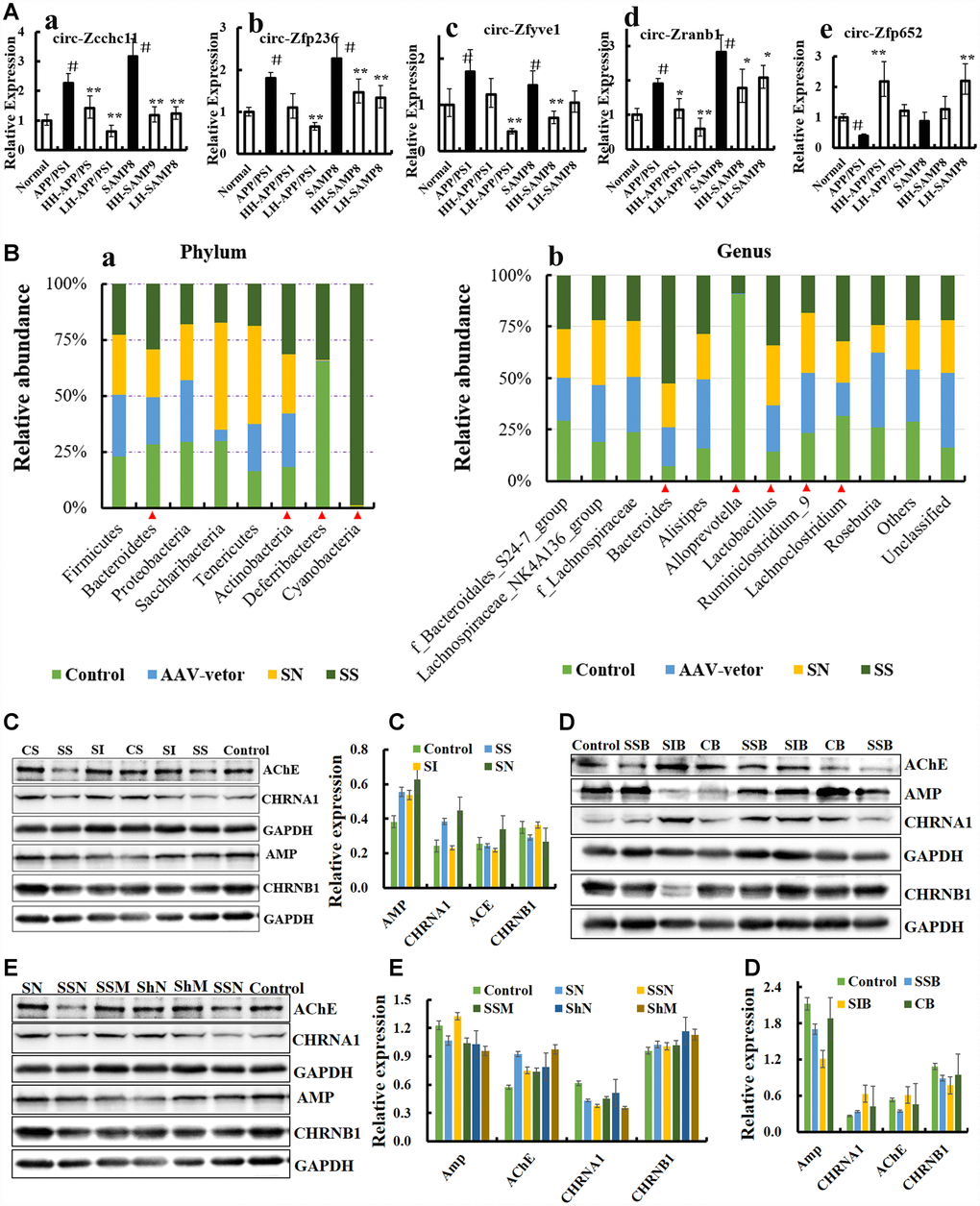 CircRNA NF1-419 influences the gut microbiota composition and cholinergic system. (A) The circRNAs of circ