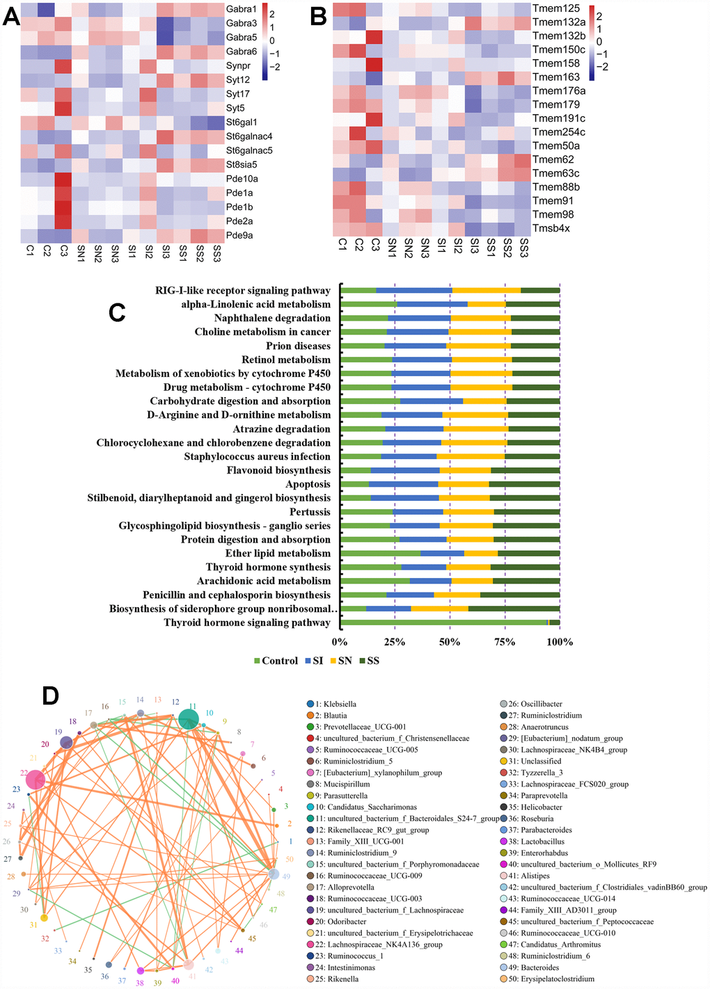 Association analysis of circNF1-419, intestinal transcriptome and gut microbiota. Influences on the expression of GABRA1, GABRA6, St6galnac4, St8sia5, Pde9a (A), Tmem132a, Tmem163, Tmem62 and Tmem63c (B) in brain tissues. Kyoto Encyclopedia of Genes and Genomes (KEGG) enrichment of 16S functional gene prediction analysis using PICRUSt also showing altered signaling pathways (C) and the network (D). Data are presented as the means of more than 8 independent experiments, see also in Supplementary Figure 4.