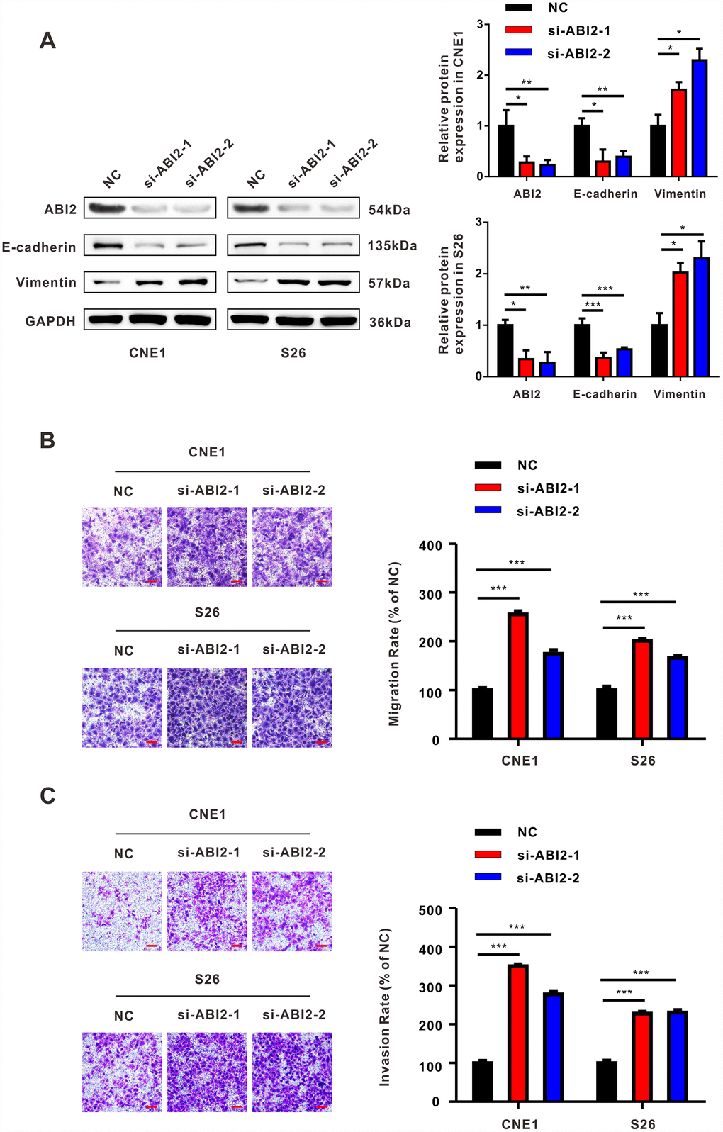 The effect of down-regulated ABI2 on NPC cells is similar to that of overexpressed EBV-miRNA-BART13-3p. (A) Western blot showed that knockdown of ABI2 by siRNA was effective. Downregulation of ABI2 caused decreased expression of E-cadherin and increased expression of Vimentin. (B, C) Transwell assay showed that siABI2 enhances migration and invasion of CNE1 and S26 cells. Right panel: quantification. Scale bar, 100μm. Error bars represent SEM. (*P