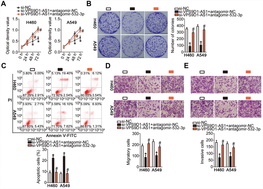 Inhibition of miR-532-3p strongly attenuates the influence of VPS9D1-AS1 knockdown on the malignant characteristics of H460 and A549 cells. (A–E) Proliferation, colony-forming capacity, apoptosis, migration, and invasiveness parameters of H460 and A549 cells measured by the CCK-8 assay, the colony formation assay, flow cytometry, Transwell migration and invasiveness assays, respectively. *P #P si-VPS9D1-AS1 + antagomir-NC group.
