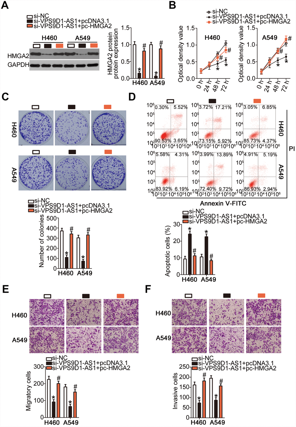 Recovery of HMGA2 expression reverses inhibitory actions of si-VPS9D1-AS1 on NSCLC cells. (A) Quantification of HMGA2 protein expression in H460 and A549 cells transfected with plasmid pc-HMGA2 or the empty pcDNA3.1 vector along with si-VPS9D1-AS1 by western blot. *P #P si-VPS9D1-AS1 + pcDNA3.1 group. (B–F) Cell proliferation, colony formation, apoptosis, migration, and invasiveness parameters of H460 and A549 cells, treated as described above, determined by the CCK-8 assay, the colony formation assay, flow cytometry, and Transwell migration and invasiveness assays, respectively. *P #P si-VPS9D1-AS1 + pcDNA3.1 group.