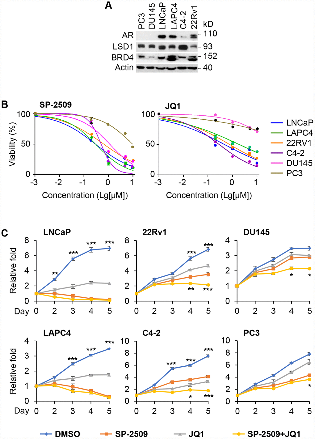 Inhibition of LSD1 reduces the proliferation in both AR-positive and AR-negative PCa cells but inhibition of BRD4 has no effect on AR-negative PCa cells. (A) Western blot analysis of AR, LSD1 and BRD4 expression in PC3, DU145, LNCaP, LAPC4, C4-2 and 22Rv1 cells. (B) The indicated cancer cells were treated with different doses of SP-2509 or JQ1 for 72 h and cell proliferation was determined by MTT assay. (C) The indicated cancer cells were treated with 1μM JQ1 or SP-2509 alone, or in combination for different time periods and cell proliferation was determined by MTT assay. Graphic data are the means ± SD of four replicate experiments. Statistical significance are determined by ANOVA with: * indicates P 