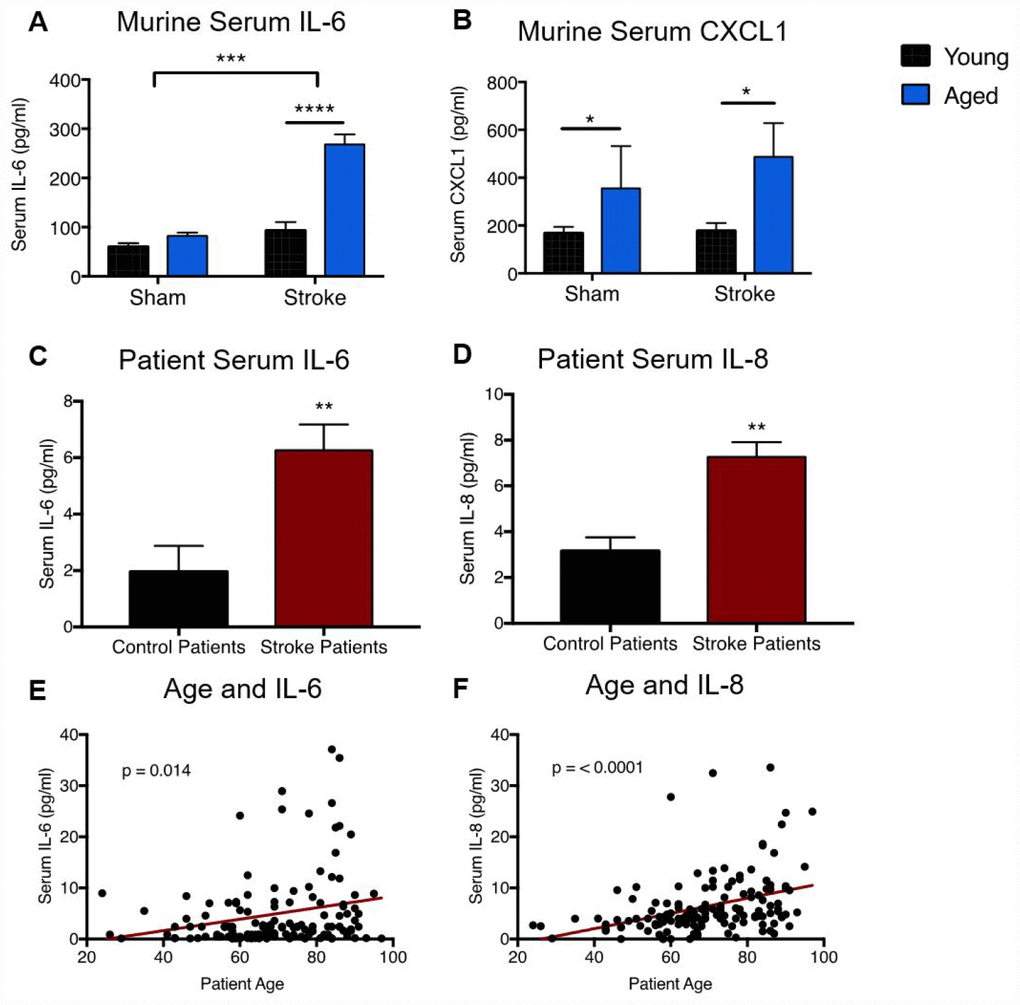 Aged mice and aged patients display altered circulating levels of neutrophil-associated cytokines after stroke. Levels of the neutrophil-associated cytokines IL-6 (A) and CXCL1 (B) in serum from young (3 month) and aged (20-22 month) animals 24 hours after sham or stroke surgery. Data was analyzed by two-way ANOVA, followed by Sidak’s multiple comparisons test. n=3/4 mice per group. Levels of the inflammatory cytokines IL-6 and IL-8 were measured in serum from stroke patients or transient ischemic attack controls 24 hours after stroke onset. Comparison of control (n=17) and stroke (n=143) levels of IL-6 (C, Mann-Whitney, p=0.0014) and IL-8 (D, Mann-Whitney, p =0.0017). (B) Linear correlation between ischemic stroke patient age and levels of IL-6 (E, R2 = 0.04, p=0.01, n= 143) and IL-8 (F, R2=0.14, p=