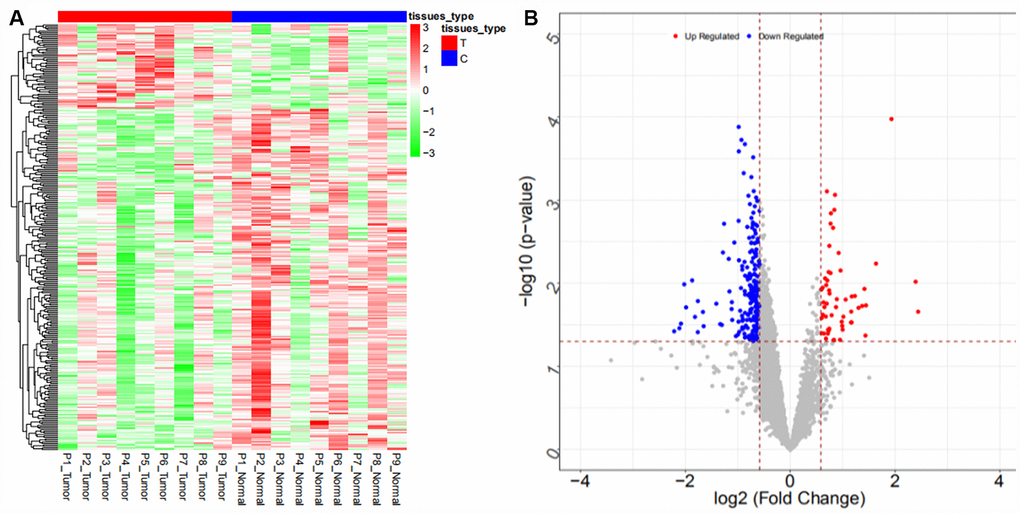 Heat map (A) and volcano map (B) of differentially expressed lncRNAs in the GSE103909 dataset.