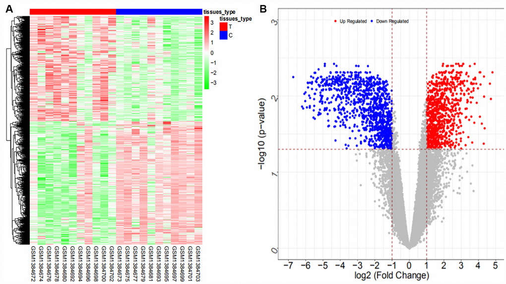 Heat map (A) and volcano map (B) of differentially expressed mRNAs in the GSE57555 dataset.