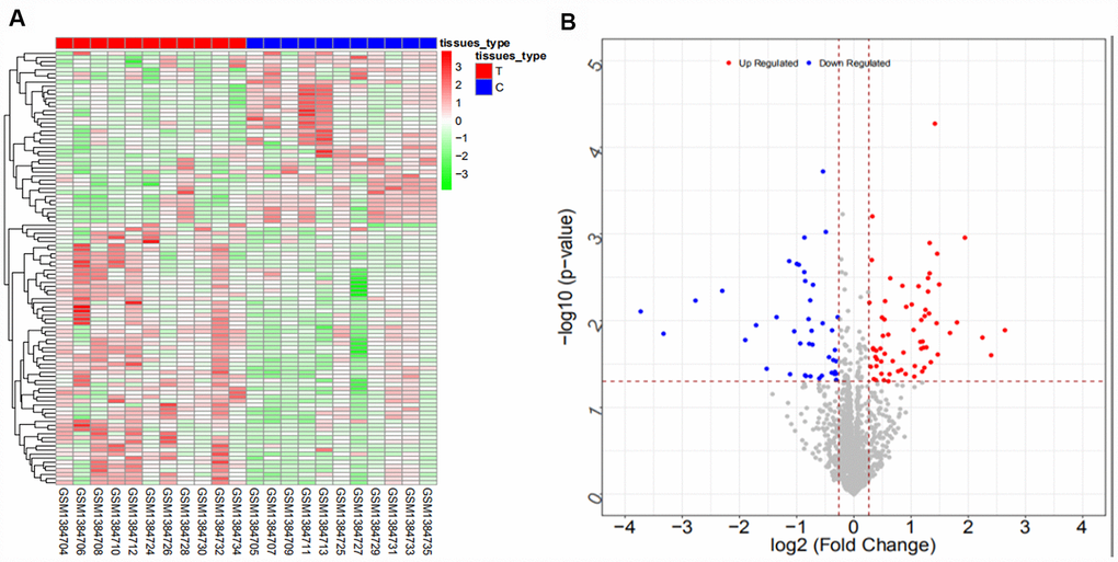 Heat map (A) and volcano map (B) of differentially expressed miRNAs in the GSE57555 dataset.