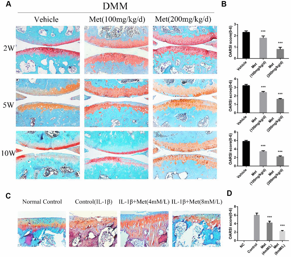 Histological scoring of the destabilization of the medial meniscus (DMM), DMM + Metformin joints, and cartilage explants. (A) Representative photographs of the joints of male mice at 2, 5, and 10 weeks after surgery. (B) Osteoarthritis Research Society International (OARSI) scoring of the joints of DMM, DMM + metformin male mice at 2, 5, and 10 weeks after surgery, as well as cartilage explants (D). (C) Representative Safranin O staining of paraffin section of mouse cartilage explants treated with IL-1β + metformin (4 mM and 8 mM) for 5 days. Sections were stained with Safranin O/Fast Green. Two weeks: n = 24; 5 weeks: n = 24; 10 weeks: n = 24. Cartilage explants: (n = 6 per condition). Values are expressed as the mean ± SEM. ***p 