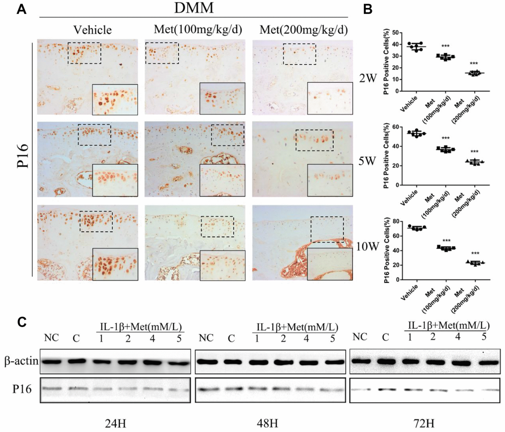 Expression of the p16INK4a protein in articular cartilage of the destabilization of the medial meniscus (DMM) model in mice. (A) Immunohistochemical detection of p16INK4a in tibial cartilage at 2, 5, and 10 weeks after DMM surgery. (B) Quantification of cells positively stained for p16INK4a. ***P C) the western blot analyses of the protein expression levels of p16INK4a protein in primary chondrocytes which were induced with IL-1β (10 ng/mL) and co-cultured with metformin (1, 2, 4, and 5 mM) for 24 h 48 h and 72 h.