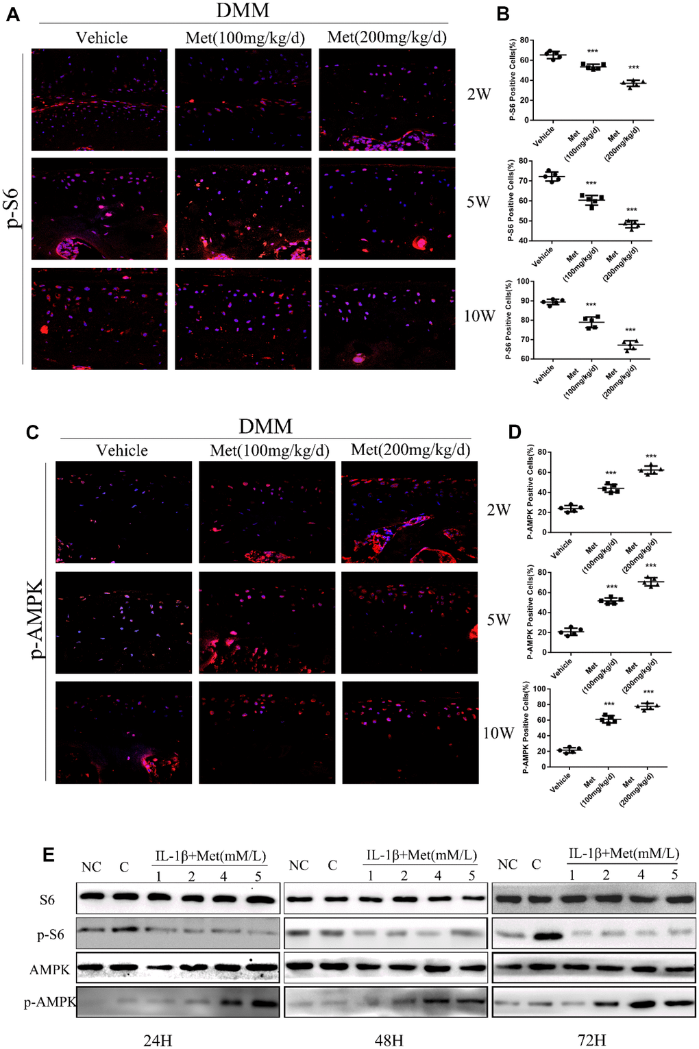 Metformin reduces the expression of p-S6 protein and affects the expression of other related pathway proteins. (A) Immunofluorescence detection of p-S6 in tibial cartilage at 2, 5, and 10 weeks after destabilization of the medial meniscus (DMM) surgery. (B) Quantitation of cells positively stained for p-S6. ***P C) Immunofluorescence detection of p-AMPK in tibial cartilage at 2, 5, and 10 weeks after DMM surgery. (D) Quantitation of cells positively stained for p-AMPK. ***P E) the western blot analyses of the protein expression levels of selected proteins in primary chondrocytes which were induced with IL-1β (10 ng/mL) and co-cultured with metformin (1, 2, 4, and 5 mM) for 24 h, 48 h and 72 h. (NC = normal control, C = IL-1β).