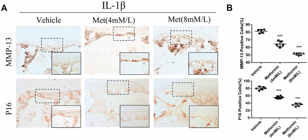 The change of protein expression in cartilage explants. (A) Immunohistochemical detection of MMP-13 and p16INK4a in cartilage explants which were stimulated with IL-1β (50 ng/mL) for 48 h, and then co-cultured with metformin (4 mM and 8 mM) for 5 days. (B) Quantification of cells positively stained for matrix metalloproteinase-13 and p16INK4a. ***P 