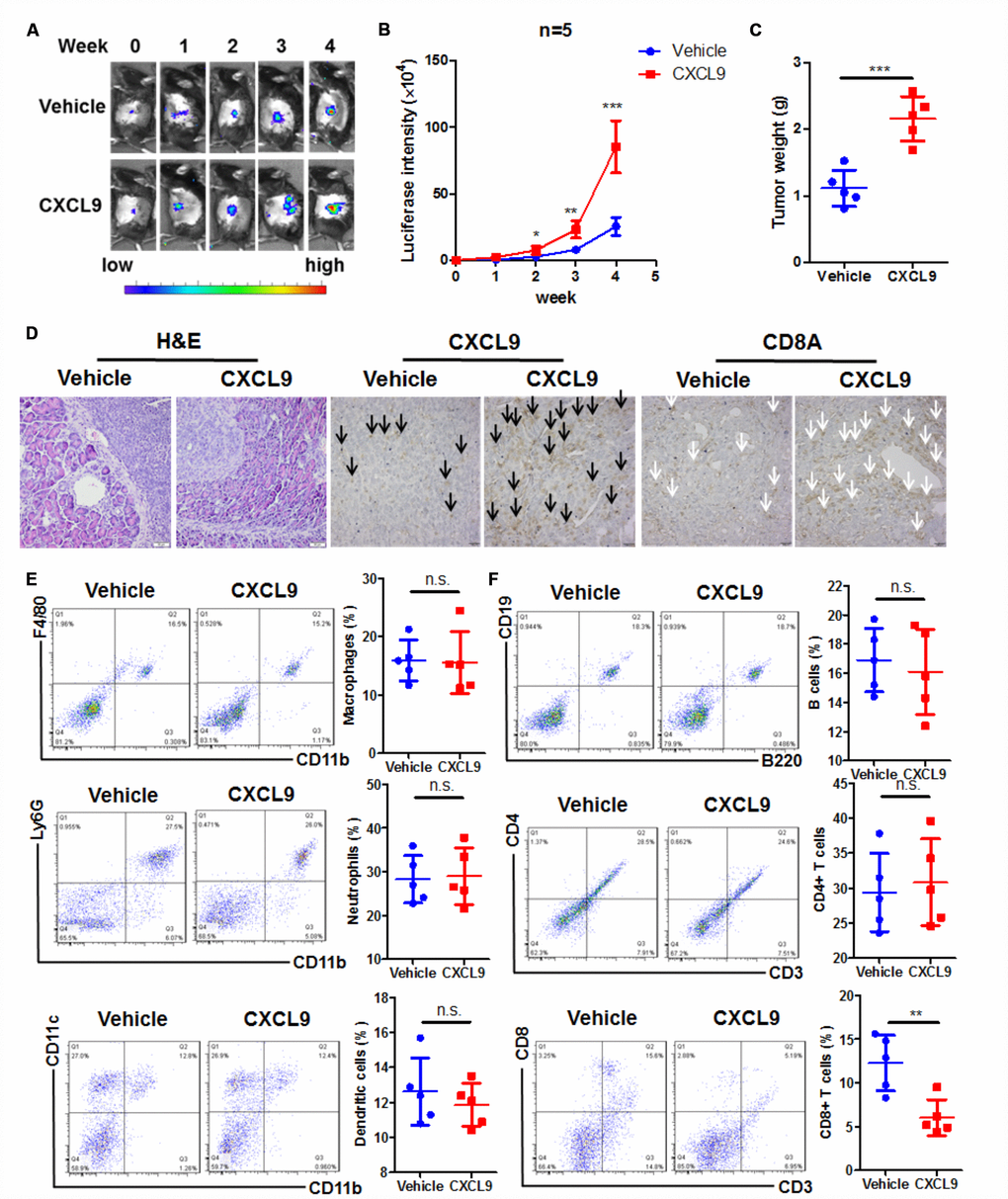 CXCL9 promoted tumour progression in murine orthotopic PAAD model. (A) showed CXCL9 accelerated tumour growth of orthotopic murine PAAD in mice; (B) showed the increased luciferin signals detected in mice was speeded up by CXCL9 treatment; (C) showed CXCL9 treatment increased tumour weight of orthotopic murine PAAD; (D) showed that CXCL9 treatment led to more aggressive pattern of tumour cells in orthotopic murine PAAD; immunohistological analysis confirmed that CXCL9 treatment could increase the intratumoral CXCL9 level (black arrow)while reduce the CD8+ cytotoxic T cells (white arrow); (E) showed that CXCL9 treatment had minimal effect on the pattern of innate immune cells in the tumour microenvironment; (F) showed that CXCL9 treatment significantly reduced the CD8+ cytotoxic T cells without affecting other adaptive immune cells in the tumour microenvironment of PAAD. *p