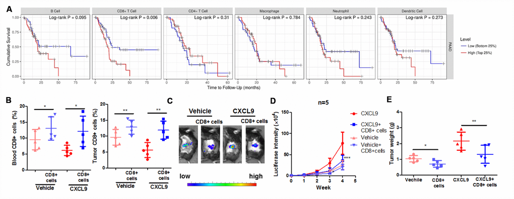 Suppression of CD8+ cytotoxic T cells was responsible for the tumour-promoting effect of CXCL9. (A) showed the correlation between survival of PAAD with the pattern expression of different immune cells; (B) showed that the adoptive transfer of CD8+ cytotoxic T cells successfully increased the peripheral and intratumoral CD8+ cytotoxic T cells in orthotopic murine PAAD model; (C) showed that adoptive T cells transfer suppressed the tumour progression induced by CXCL9; (D) showed that the increased luciferin signals by CXCL9 were inhibited by adoptive transfer of CD8+ T cells; (E) showed that adoptive transfer of CD8+ cytotoxic T cells reduces tumour weight of PAAD in CXCL9-treated mice. *p