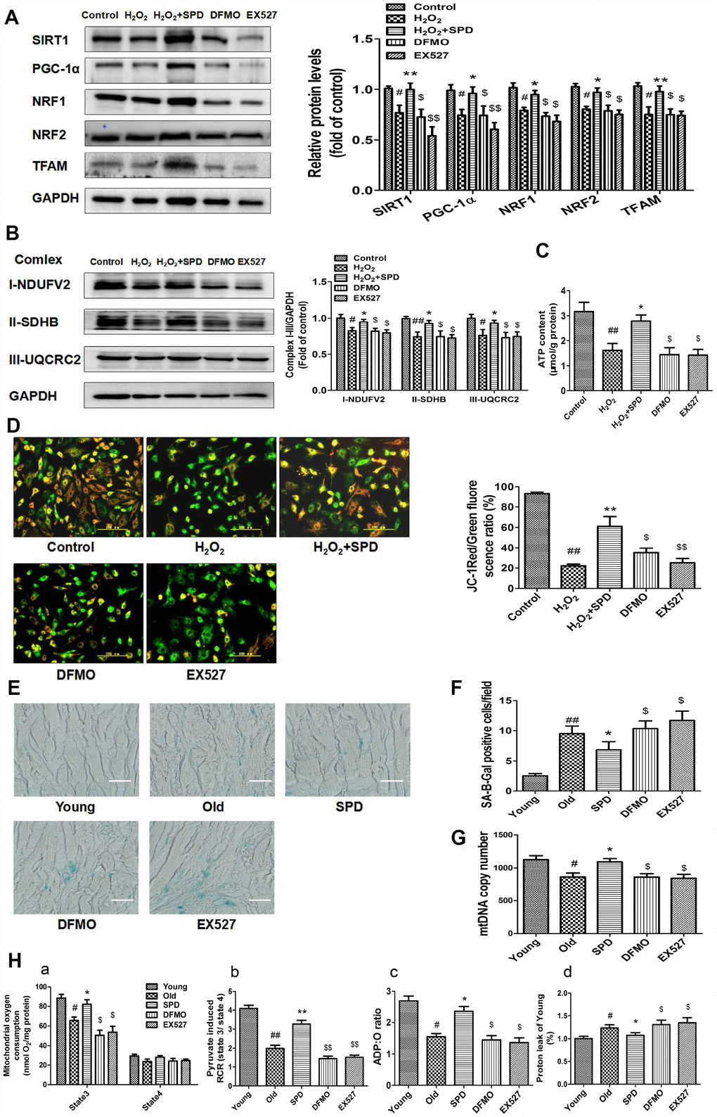 Spermidine Alleviates Cardiac Aging By Improving Mitochondrial 