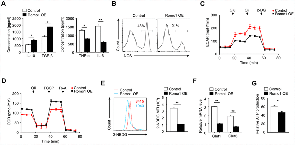 The overexpression of Romo1 triggered the metabolic reprogramming in macrophages. (A) The levels of IL-10, TGF-β, TNF-α and IL-6 were analyzed by ELISA in control and Romo1-expressed macrophages. (B) The levels of iNOS were analyzed by flow cytometry in control and Romo1-overexpressed macrophages. (C) The extracellular acidification rates (ECAR) of control and Romo1-overexpressed macrophages were measured under basal conditions followed by the sequential addition of 10nM glucose (Glu), 0.5μM oligomycin (Oli) and 100mM 2-deoxyglucose (2-DG). (D) The oxygen consumption rates (OCR) of control and Romo1-overexpressed macrophages were measured under basal conditions followed by the sequential addition of 0.5μM oligomycin (Oli), 1μM carbonyl cyanide p-trifluoromethoxy-phenylhydrazone (FCCP) and 1μM rotenone and antimycin A (R+A). (E) The levels of 2-NBDG were analyzed by flow cytometry in control and Romo1-overexpressed macrophages. The MFIs of 2-NBDG were quantified and statistically analyzed. (F) The mRNA levels of Glut1 and Glut3 were determined by qRT-PCR in control and Romo1-overexpressed macrophages. (G) The relative ATP levels of the control and Romo1-overexpressed macrophages. Data are representative of at least three independent experiments and are presented as mean ± SD. ns, not significant; *, P 