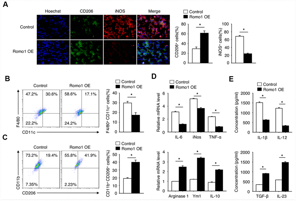 The overexpression of Romo1 promoted macrophage polarization toward M2 phenotype. (A) The control and Romo1-overexpressed macrophages were analyzed by immunofluorescence with CD206 and iNOS antibodies. The CD206+ and iNOS+ cells were quantified and statistically analyzed. (B, C) The control and Romo1-overexpressed macrophages were analyzed by flow cytometry with M1 markers (CD11c and F4/80) and M2 markers (CD206 and CD11b). The double positive cells were respectively quantified and statistically analyzed. (D) The mRNA levels of M1-related genes (IL-6, iNOS, TNF-α) and M2-related genes (Arginase 1, Ym1, IL-10) were determined by RT-qPCR in control and Romo1-overexpressed macrophages. (E) The production of IL-1β, IL-12, TGF-β or IL-23 was respectively analyzed by ELISA in control and Romo1-overexpressed macrophages. Data are representative of at least three independent experiments and are presented as mean ± SD. ns, not significant; *, P 