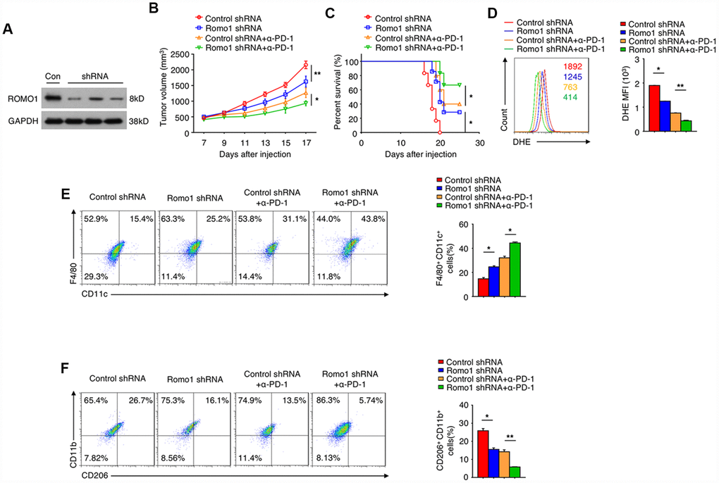The inhibition of Romo1 enhanced the efficacy of anti-PD-1 immunotherapy in glioblastoma. (A) The Romo1 shRNA efficiency in bone marrow cells was determined by western blotting. (B, C) The tumor growth curve (B) and the survival curve (C) of the mice receiving control or Romo1 knockdown bone marrow allografts (with or without treatment of PD-1 antibody on Day 7, 10 and 13) and orthotopic injection of GL261 cells. (D) The DHE levels were analyzed by flow cytometry in control and Romo1-overexpressed (with or without treatment of PD-1 antibody) macrophages. (E, F) The control and Romo1-overexpressed (with or without treatment of PD-1 antibody on Day 7, 10 and 13) macrophages were respectively analyzed by flow cytometry with M1 (E) or M2 (F) markers. Data are representative of at least three independent experiments and are presented as mean ± SD. ns, not significant; *, P 
