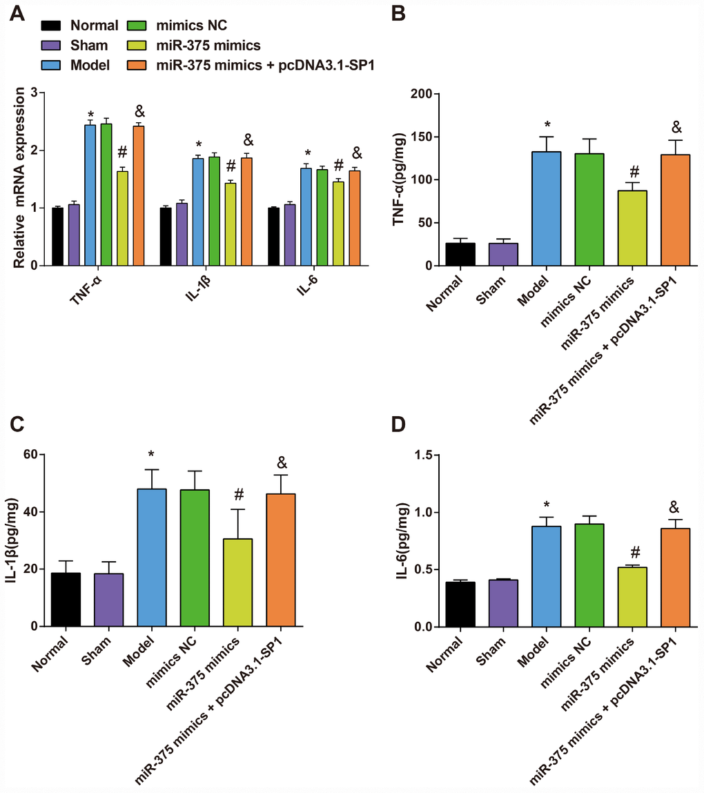 Expression of inflammatory factors TNF-α, IL-1β and IL-6 in substantia nigra of rats in each group (n = 12). (A) mRNA expression of inflammatory factors TNF-α, IL-1β and IL-6 in substantia nigra of rats in each group; (B–D) Expression of inflammatory factors TNF-α, IL-1β and IL-6 in substantia nigra of rats in each group; * P P P 