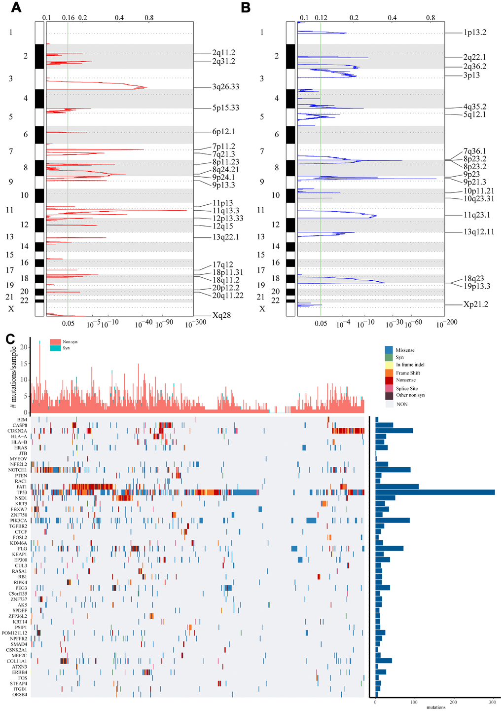 Identification of genes with significant amplification or deletion. (A and B) The mRNA located in the focal CNA peaks are HNSCC-related. False-discovery rates (q values) and scores from GISTIC 2.0 for alterations (x-axis) are plotted against genome positions (y-axis). Dotted lines indicate the centromeres. Amplifications (A) are shown in red, deletion (B) in blue. The green line represents 0.25 q value cut-off point that determines significance. (C) Top 50 genes with the most significant mutations. The bar chart above shows the total number of synonymous and non-synonymous mutations in each patient's top 50 genes. The bar chart on the right shows the number of samples in which the 50 genes were mutated in all samples. The different colors in the thermogram indicate the type of mutation; gray indicates no mutation.