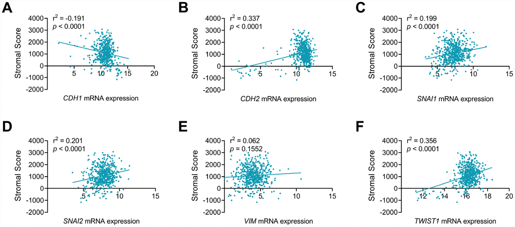CDH1, CDH2, SNAI1, SNAI2 and TWIST1 significantly involved in stromal process of ccRCC tumor environment. EMT makers, including CDH1 (A), CDH2 (B), SNAI1 (C), SNAI2 (D), TWIST1 (F), but not VIM (E), showed significant correlation with stromal process in ccRCC environments (p2=-0.191), while stromal score positively correlated CDH2 (r2=0.337), SNAI1 (r2=0.199), SNAI2 (r2=0.201) and TWIST1 (r2=0.305) mRNA expression in ccRCC patients from TCGA cohort.