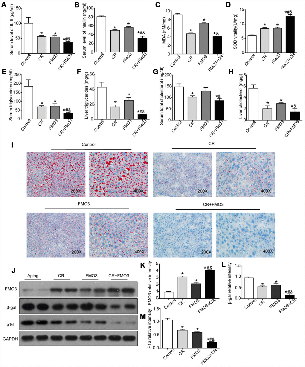 Overexpression of FMO3 alleviates age-related alterations in aging liver. Levels of (A) IL-6 and (B) insulin in serum were measured by ELISA. Levels of (C) SOD, (D) MDA, (E) serum TG, (F) liver TG, (G) serum TC, and (H) liver TC were measured using commercial kits. (I) Lipid droplet accumulation was assessed via Oil Red O staining. (J) Western blotting was used to determine levels of (K) FMO3, (L) β-gal, and (M) p16. Results are shown as the mean ± SD of eight animals per group. *p #p &p 