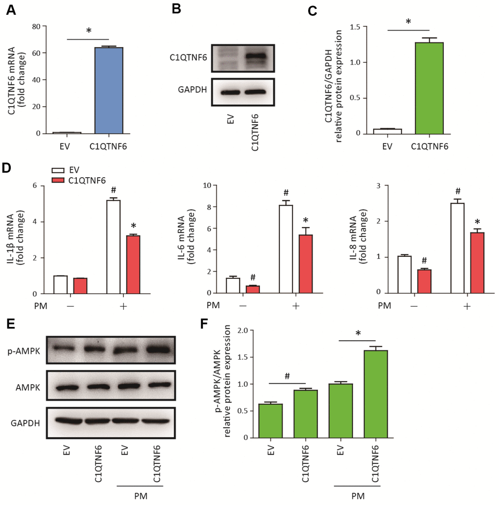 C1QTNF6 overexpression attenuated PM-induced inflammatory responses. HBECs were transfected with C1QTNF6-overexpressing virus or negative control virus (EV). The C1QTNF6 overexpression efficiency was confirmed using real-time PCR (A) and western blot analysis (B). The optical densities of protein bands were shown in (C). Values represent mean ± SEM; *, PD) Real-time PCR analysis of IL-1β, IL-6, and IL-8 expression in C1QTNF6-overexpressing or negative control HBECs treated with or without 300 μg/cm3 PM for 24 h. (E) Western blot analysis of AMPK signaling pathway activation in C1QTNF6-overexpressed or negative control HBECs treated with or without 300 μg/cm3 PM for 24 h. The optical densities of protein bands were shown in (F). Values represent mean ± SEM; *, P