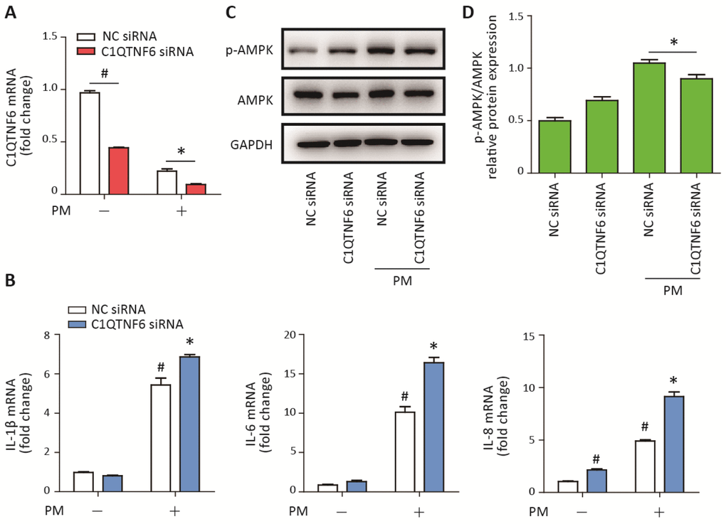 C1QTNF6 silence enhanced the PM-induced inflammatory responses. HBECs were transfected with C1QTNF6 siRNA or negative control siRNA, respectively and then treated with or without 300 μg/cm3 PM for 24 h. (A) Real-time PCR analysis of C1QTNF6 expression in HBECs transfected with C1QTNF6 siRNA or negative control siRNA prior to PM exposure. (B) Real-time PCR analysis of IL-1β, IL-6, and IL-8 expression in HBECs transfected with C1QTNF6 siRNA or negative control siRNA prior to PM exposure. (C) Western blot analysis of the AMPK signaling pathway activation in HBECs transfected with C1QTNF6 siRNA or negative control siRNA prior to PM exposure. The optical densities of protein bands were shown in (D). Values present as mean ± SEM; *, P
