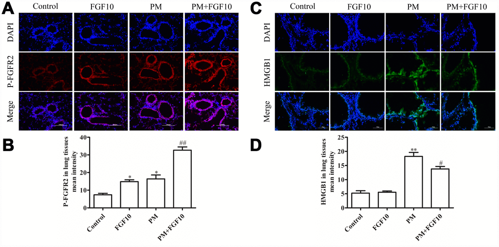 The FGF10 pretreatment and PM treatment led to p-FGFR2 activation in vivo, while FGF10 reduced the HMGB1 expression. Mice were intratracheally treated with 5 mg/kg of FGF10 solution at one hour in advance, after which these were intratracheally instilled with 100 μg of PM/day/mouse over two consecutive days. At two days post-PM exposure, the immunofluorescent detection of lung p-FGFR2 (A and B, scale bars = 100 μm) and HMGB1 (C and D) was conducted. DAPI (blue) was used for nuclear staining (scale bars = 50 μm).
