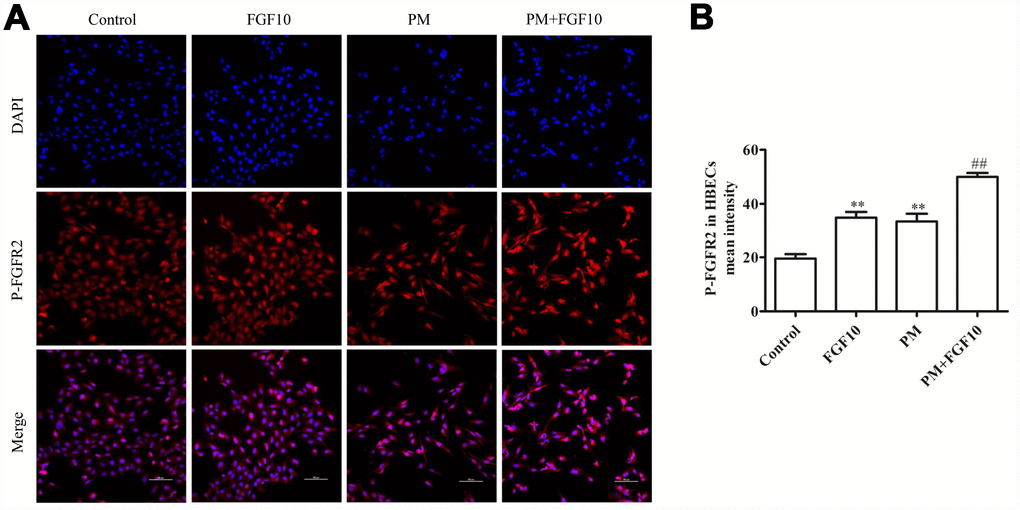 The PM exposure and FGF10 pretreatment were associated with the p-FGFR2 activation in HBECs. DAPI (blue) was used for nuclear staining. Scale bars=100 μm.