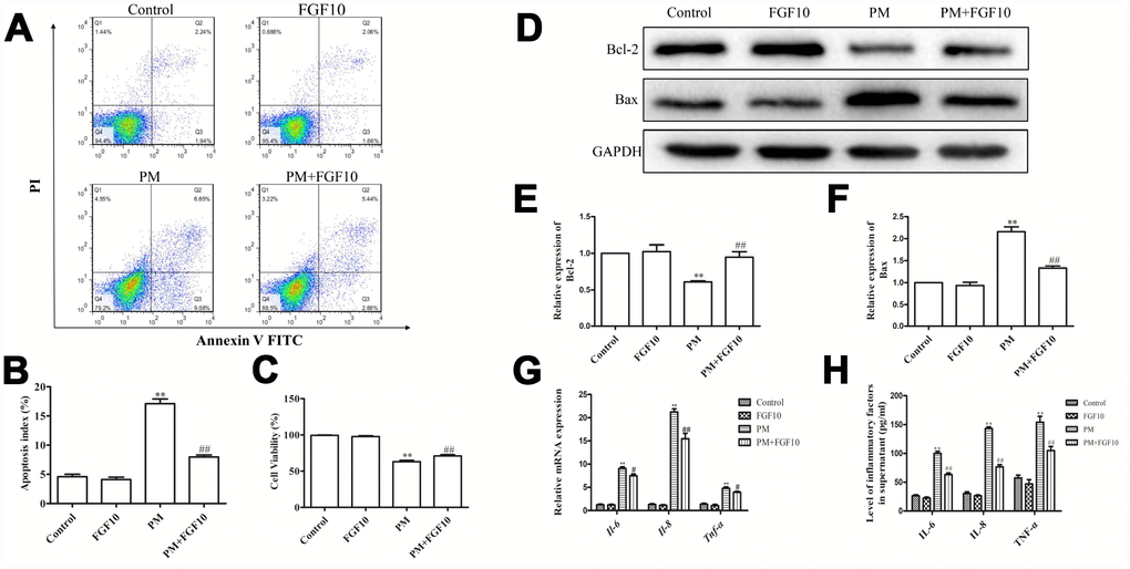 FGF10 alleviated the cellular injury in response to PM. (A and B) FGF10 (10 ng/ml) was used to pretreat HBECs for one hour, after which these were exposed for 24 hours to 200 μg/cm3 of PM. Apoptotic death was confirmed via flow cytometry. (C) The HBECs treated with FGF10 and/or PM were assessed for viability by CCK-8 assay. (D–F) The expression of Bcl-2 and Bax were detected by western blot, with GAPDH as the loading control. (G) The HBECs that were treated with FGF10 and/or PM were collected, and the IL-6, IL-8 and TNF-α mRNA levels were measured via RT-qPCR. (H) The supernatants obtained from HBECs that were treated with FGF10 and/or PM were collected, and the IL-6, IL-8 and TNF-α levels were quantified via ELISA. Data were presented as the mean ± standard error of the mean (SEM) of three independent experiments. *PPvs. control. #P##Pvs. PM.