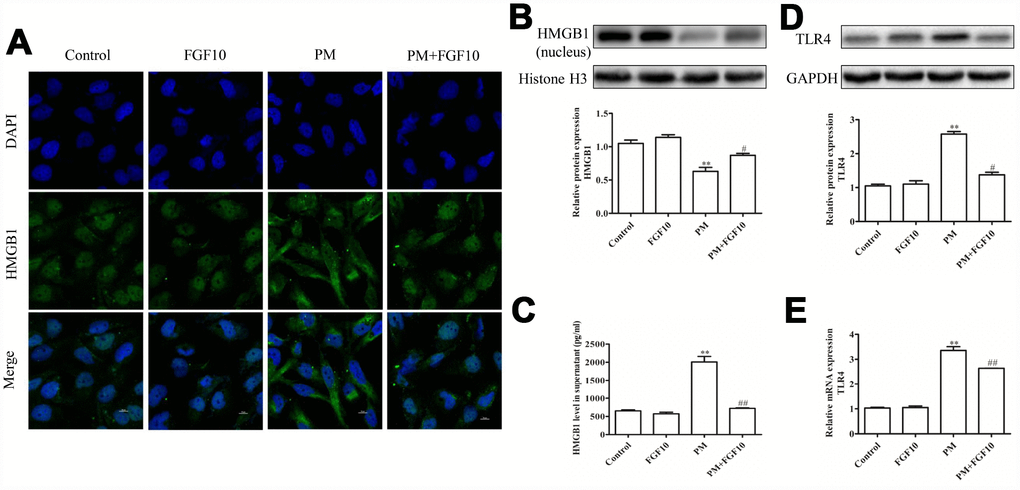 FGF10 reduced the nuclear HMGB1 release and expression of TLR4. (A) FGF10 (10 ng/ml) was used to pretreat HBECs for one hour, after which these were exposed for 24 hours in 200 μg/cm3 of PM or PBS. The HMGB1 expression was assessed via confocal microscopy. DAPI (blue) was used for the nuclear staining. Scale bars=10 μm. (B) The nuclear HMGB1 protein levels were assessed via western blot, and GAPDH was used as the loading control. (C) The supernatant HMGB1 levels were measured via ELISA. (D and E) The TLR4 expression in HBECs was assessed via western blotting and RT-qPCR. Data were presented as the mean ± standard error of the mean (SEM) of three independent experiments. *PPvs. control. #P##Pvs. PM.