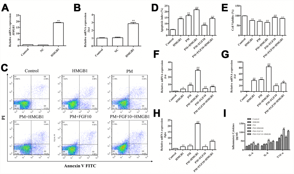 The increase in HMGB1 levels compromised the cytoprotective effect of FGF10. (A and B) The recombinant HMGB1 plasmid transfection upregulated the HMGB1 expression and TLR4 activation. (C–E) HMGB1-overexpressing cells were treated with FGF10, after which apoptotic death and viability were measured following PM exposure. (F–H) The IL-6, IL-8 and TNF-α levels were measured via RT-qPCR. (I) The supernatant levels of IL-6, IL-8 and TNF-α obtained from the treated cells were quantified via ELISA. Data were presented as the mean ± standard error of the mean (SEM) of three independent experiments. *PPvs. control. #P##Pvs. PM. +P++Pvs. PM+FGF10.