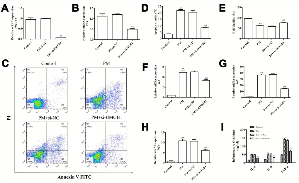 Disrupting the HMGB1-mediated signaling reduced the apoptotic death and inflammation induced by PM. (A and B) HBECs were exposed to PM after si-HMGB1 transfection, and RT-qPCR was used to assess the HMGB1 and TLR4 expression. (C–E) The PM-induced apoptosis and viability effect were analyzed following HMGB1 knockdown in cells. (F–H) HBECs were exposed to PM after si-HMGB1 transfection, and RT-qPCR was used to assess the IL-6, IL-8 and TNF-α expression. (I) HBECs were exposed to PM after si-HMGB1 transfection, and the IL-6, IL-8 and TNF-α levels in the supernatant were measured via ELISA. Data were presented as the mean ± standard error of the mean (SEM) of three independent experiments. *PPvs. control. #P##Pvs. PM.