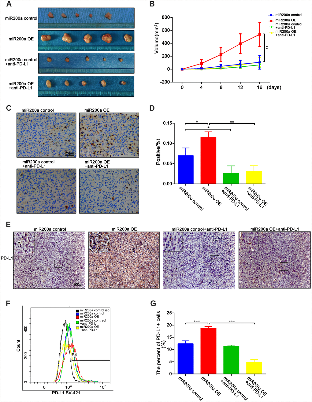 miR-200a promoted tumor growth by up-regulating the expression of PD-L1 in vivo. (A) miR-200a promoted the growth of osteosarcoma through up-regulating PD-L1. (B) Quantification of tumor volume. (C–D) Immunohistochemical staining analysis of ki-67 expression in tumor tissues. Scale bar represents 50μm. (E) Immunohistochemical staining analysis of PD-L1 expression in tumor tissues. Scale bar represents 100μm. (F–G) Flow cytometry analysis of PD-L1 expression in tumor tissues. *P