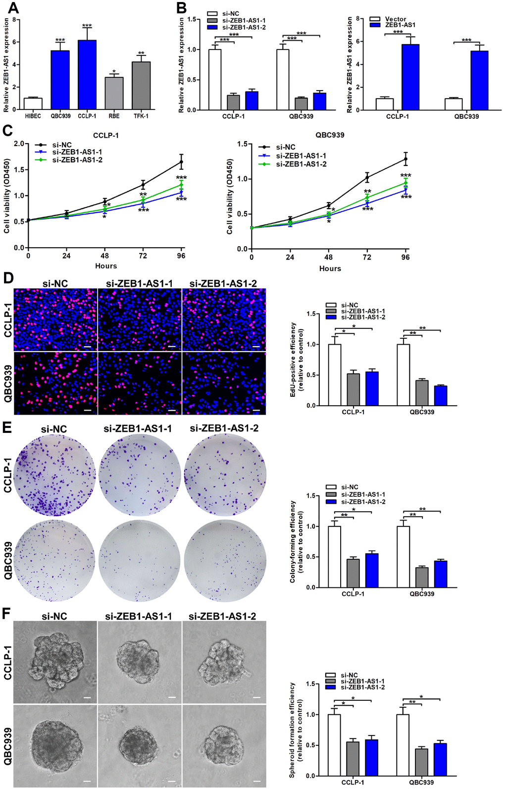 Increased ZEB1-AS1 facilitated the viability and stemness of CCA cells. (A) The expression of ZEB1-AS1 in CCA QBC939, CCLP-1, RBE, TFK-1 cells and normal HIBEC. (B) The knockdown efficiencies of si-ZEB1-AS1-1 and si-ZEB1-AS1-2 as well as amplification efficiency of pcDNA3.1-ZEB1-AS1 were monitored through qRT-PCR. (C) CCK-8 proliferation curves were drawn to show the effect of ZEB1-AS1 on cellular proliferation. (D) The red stains representing proliferative activity were reduced in QBC939 and CCLP-1 cells transfected with si-ZEB1-AS1-1 and si-ZEB1-AS1-2. (E) The cell colonies were decreased in si-ZEB1-AS1 cells revealed by colony formation assays. (F) Spheroid forming abilities of QBC939 and CCLP-1 cells transfected with si-ZEB1-AS1-1 and si-ZEB1-AS1-2 were restrained. *P **P ***P 
