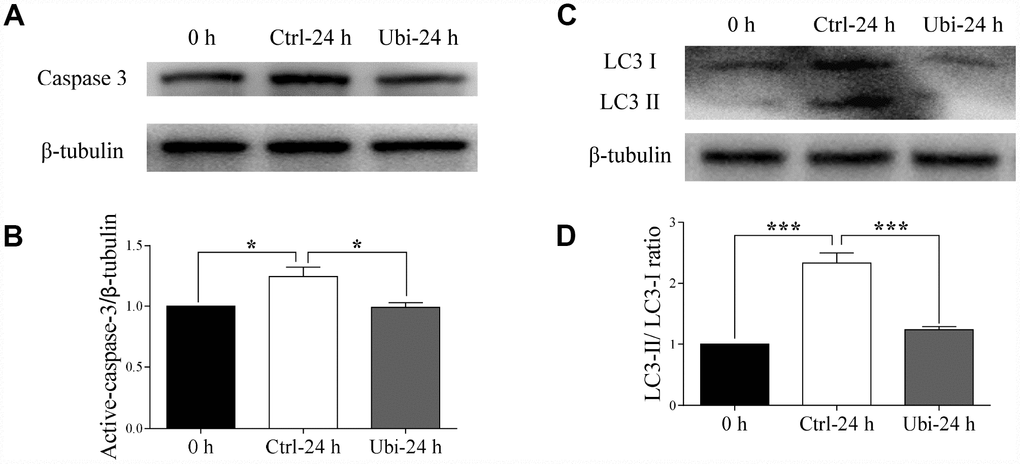 Ubiquinol-10 rescued aging-induced apoptosis and autophagy. Protein levels of active-caspase 3 (A and B) in 0 h, Ctrl-24 h, and Ubi-24 h oocytes. Protein levels of LC3 II (C and D) in 0 h, Ctrl-24 h, and Ubi-24 h oocytes. *p 