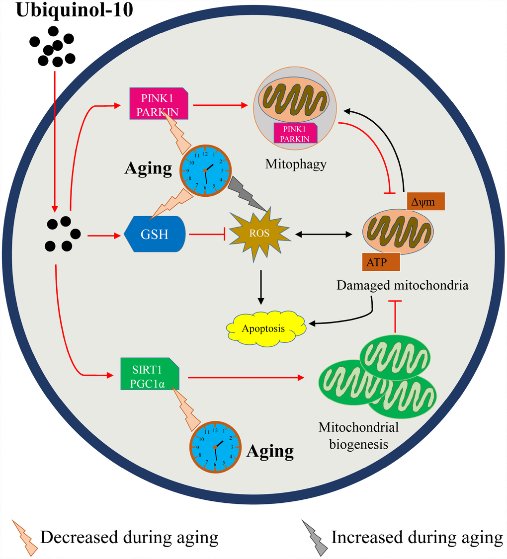 Schematic representation of how ubiquinol-10 delays oocyte ovulatory aging by defending against oxidative stress and controlling mitochondrial quality. Aging induced GSH depletion, ROS accumulation, mitochondrial biogenesis and mitophagy downregulation, followed by increases in autophagy and apoptosis. While supplementation with ubiquinol-10 prevented GSH depletion and ROS accumulation, it also enhanced mitochondrial biogenesis and mitophagy to control mitochondrial quality. Thus, ubiquinol-10 prevented postovulatory oocyte aging and promoted subsequent embryonic development in pigs. The black arrow indicates the aging-induced impairments in the oocytes. The red arrow indicates the beneficial effects of ubiquinol-10 on the aging oocytes.