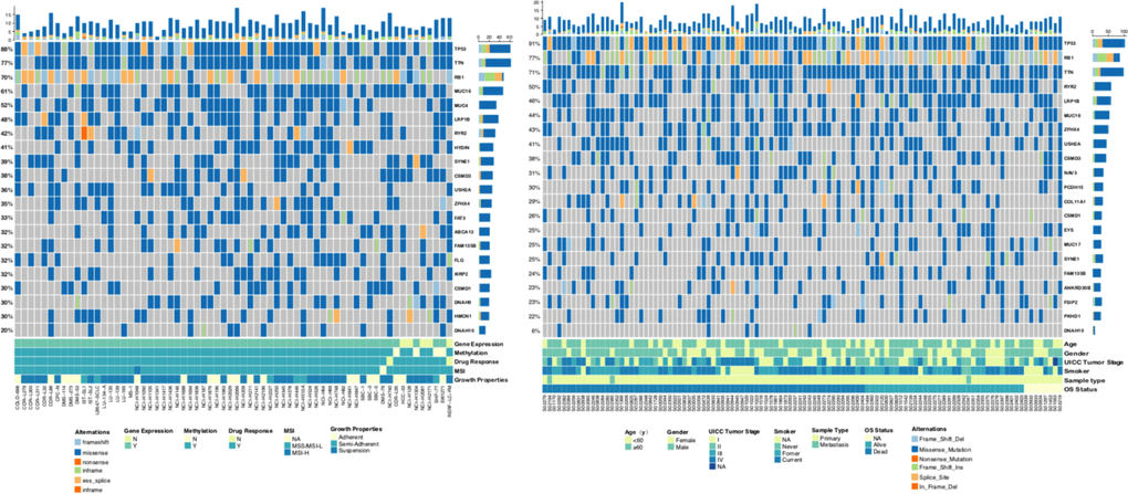 Genomic alterations in SCLC. (A) Sixty-six SCLC cell lines are arranged from left to right. Alterations in the SCLC cell line genes are annotated for each sample according to the color panel below the image. Details of 66 cell lines are displayed in the bottom panel. (B) Tumor samples from 101 patients with SCLC (reported by George et al.) are arranged from left to right. Alterations in the SCLC candidate genes are annotated for each sample according to the color panel below the image. Clinical information for each candidate gene is plotted on the bottom panel. SCLC: Small-cell lung cancer; MSI: Microsatellite instability; N: NO; Y: YES.